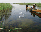 Restoration of Iraqi Marshes