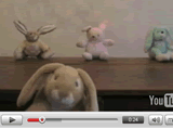Click here to watch the video for the cool Jack Rabbit song!